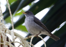 Palm Thrush