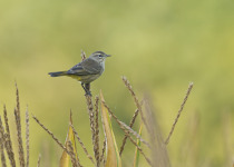 Palm Warbler