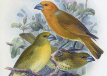 Palmer's Rhodacanthis