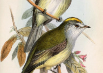 Paltry Tyrannulet