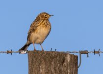 Pampas Pipit