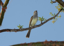 Panama Flycatcher