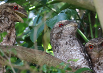 Papuan Frogmouth