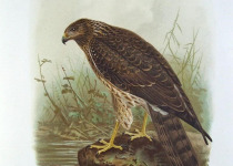 Papuan Harrier