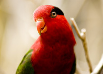 Papuan Lorikeet
