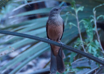 Papuan Shrike-thrush