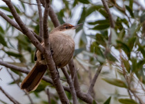 Papuan Treecreeper