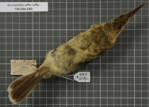 Papyrus Yellow Warbler