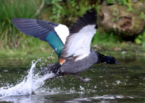 Paradise Shelduck