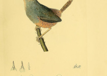 Paradoxical Antbird
