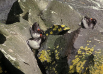 Parakeet Auklet