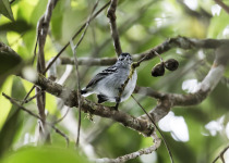 Parker's Antbird