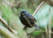 Parker's Tapaculo