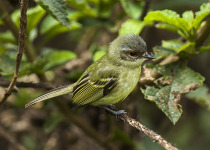 Parker's Tyrannulet