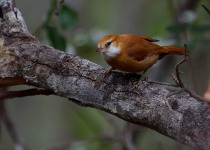 Parnaguá megaxenops