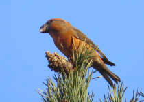 Parrot Crossbill