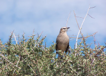 Patagonian Mockingbird