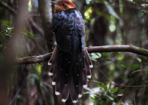 Pavonine Cuckoo