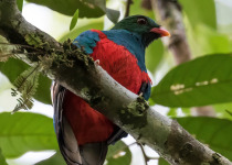 Pavonine Quetzal