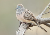 Peaceful Dove