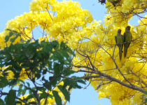 Peach-fronted Parakeet
