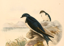Pearl-breasted Swallow