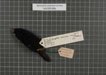 Pearly-bellied Seedeater