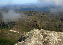 Pearly-vented Tanager