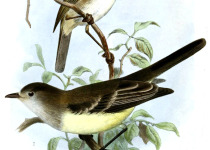 Pearly-vented Tody-Tyrant