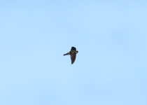 Pelew Swiftlet