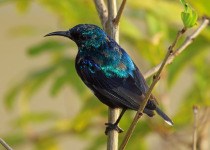 Pemba sunbird