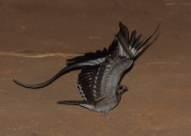 Pennant-winged Nightjar