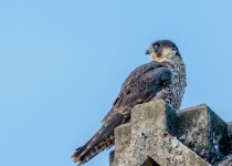 Peregrine Falcon