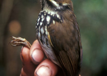 Peruvian Antpitta