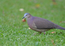 Peruvian Pigeon
