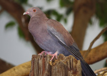 Peruvian Pigeon