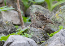 Peruvian Pipit