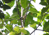 Peruvian Recurvebill