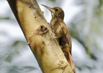 Peruvian Recurvebill