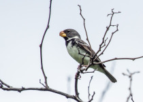 Peruvian Seedeater