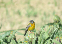 Peruvian Sierra Finch