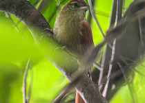 Peruvian Spinetail