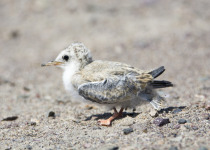 Peruvian Tern