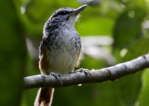 Peruvian Warbling-Antbird