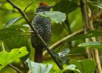 Peruvian Warbling Antbird