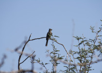 Phainopepla