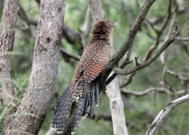 Pheasant Coucal