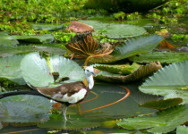 Pheasant-tailed Jacana