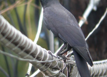 Philippine Crow