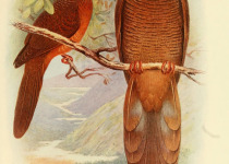 Philippine Cuckoo-Dove